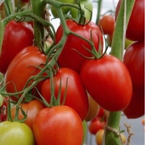 ����� ������: ��������� ����� ��� ������ �������