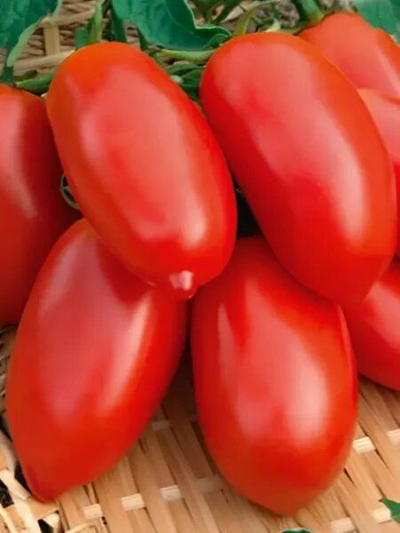 Томат Арбалет: идеальный выбор для вашего огорода