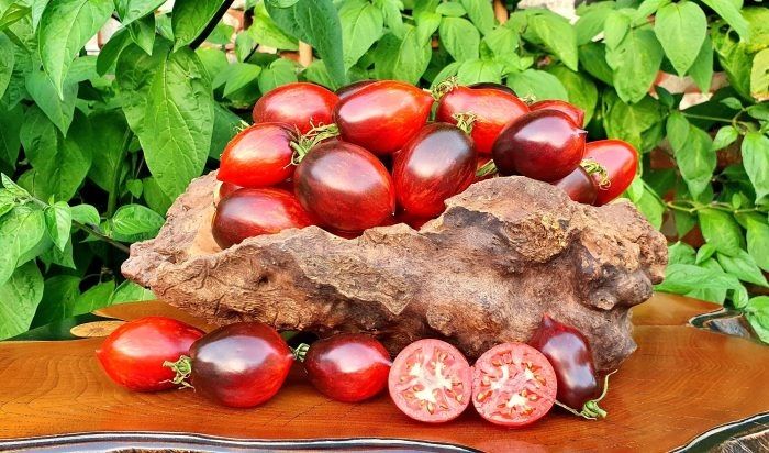 Томат шеф-повара Рауль Бокюз: изысканный вкус и стабильная урожайность