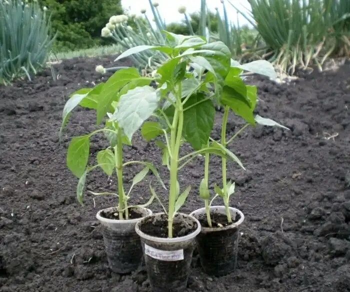 ��������� ����� ��� ������ �����: ������� ������� �������