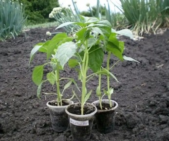 ��������� ����� ��� ������ �����: ������� ������� �������