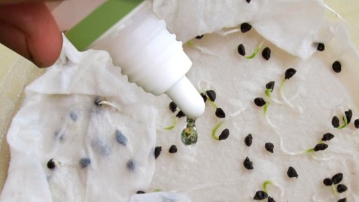 ���� �����, ��������� �������� ���� �������: ������� ��������