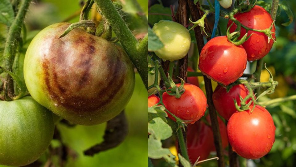 ��� ���������� ���������� ����������� �������� ��������� ������ �����?