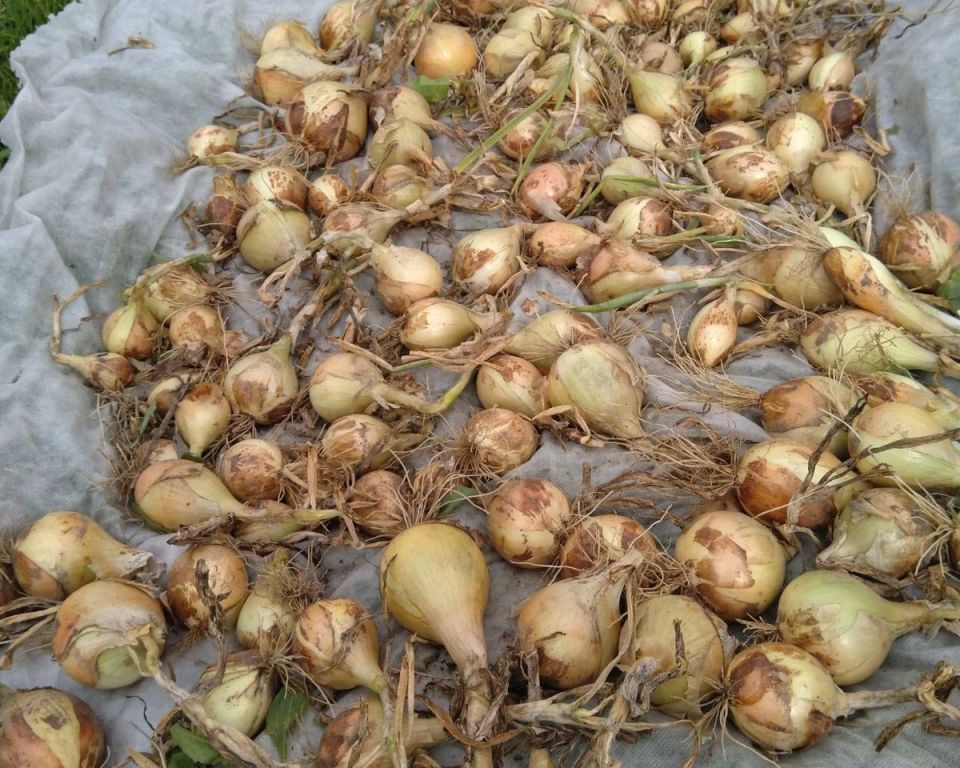 Зимний посев зелени: как не ошибиться и защитить грядки