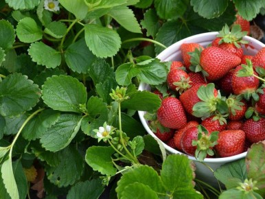 ��� ������� �������� �������: �������, � ������� �� �� �����