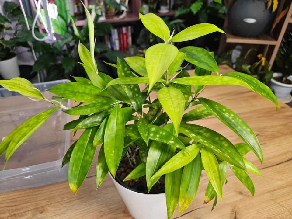 Необычные находки при пересадке растений: что может угрожать вашему зелёному другу?