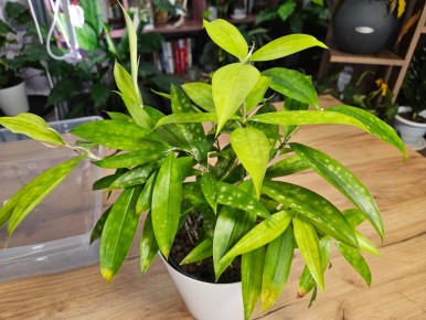 ��������� ������� ��� ��������� ��������: ��� ����� �������� ������ ������� �����?