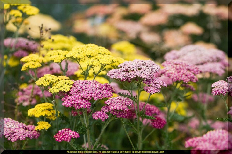 �����, ������� ������� ���� ����