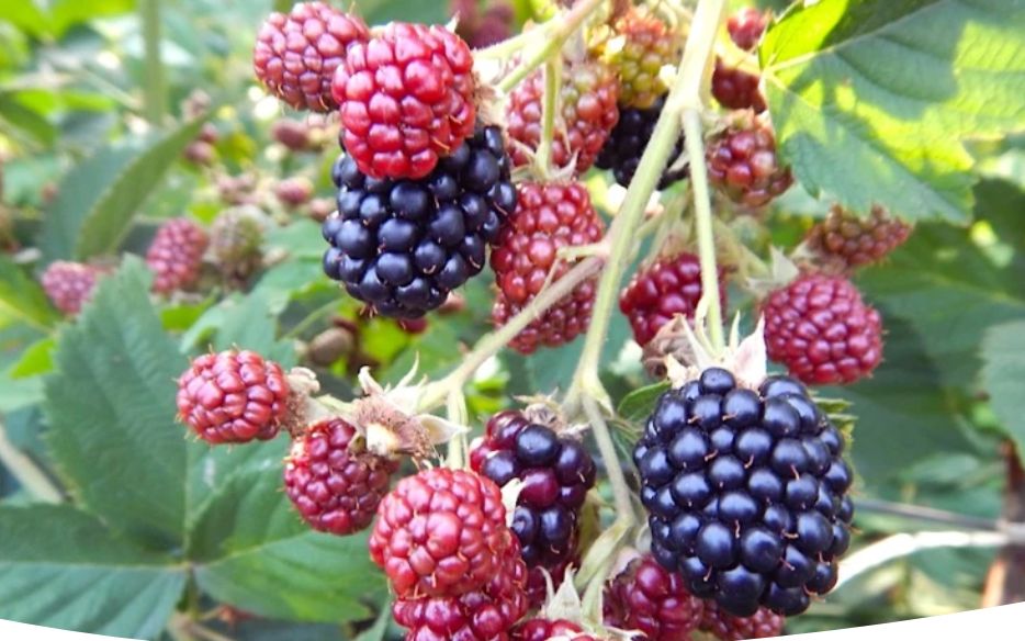 ��� ��������� �������� �������: ������� �������� ������� � ����� �� ������� �����������