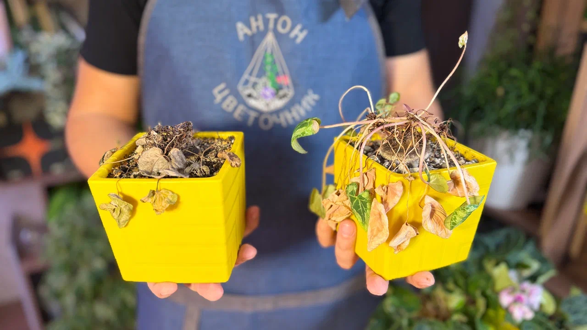 Три важнейшие ошибки при пересадке цикламенов, которые могут стоить жизни растению