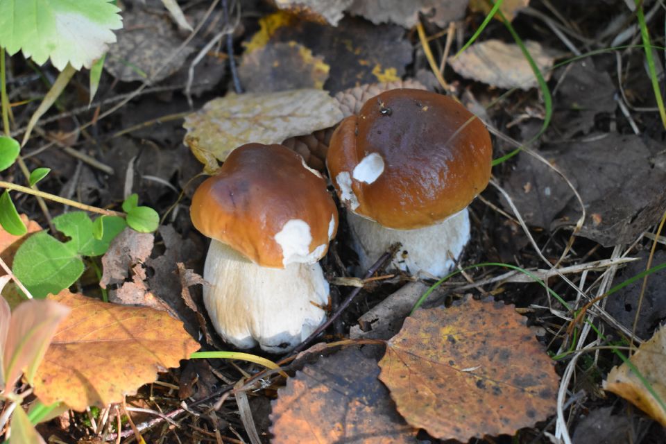 ����� ��� �����: ���������, ������������� � ����