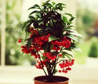 Ардизия: коралловый цветок для вашего дома, который нельзя игнорировать