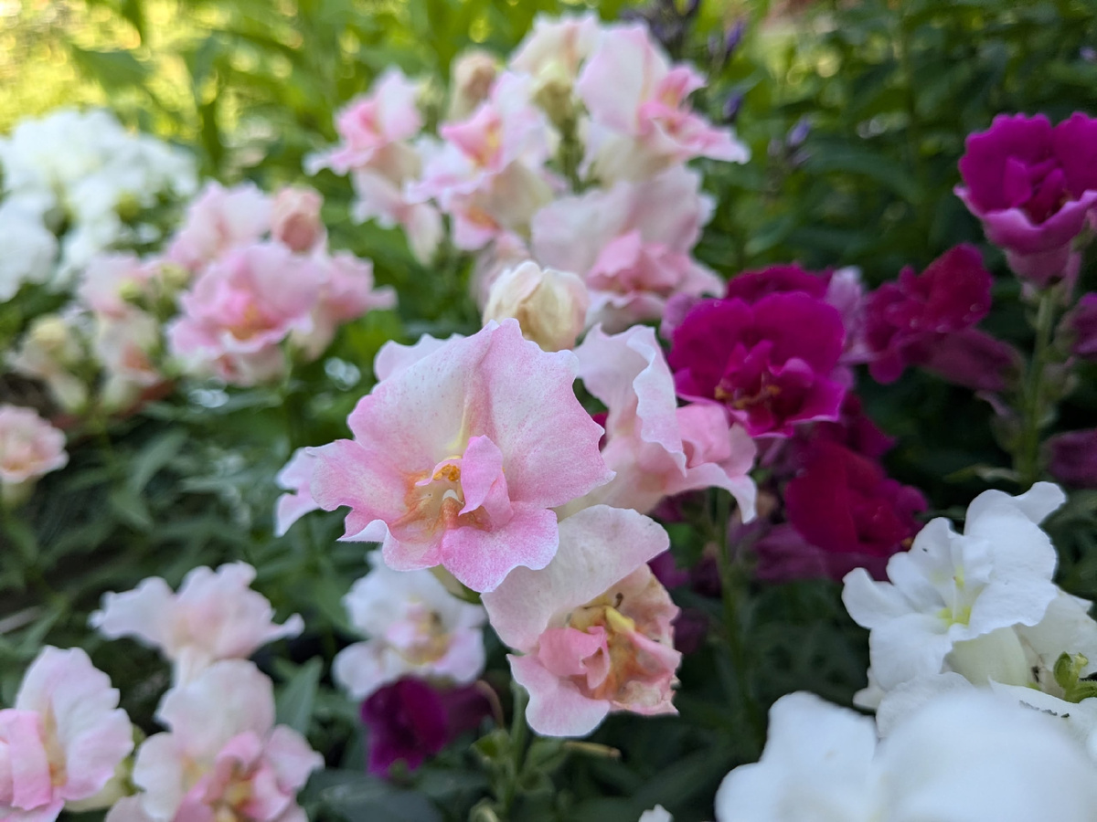 Необычные растения с названием «Яблоневый цвет» в вашем саду