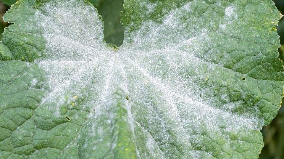 ��� ������ ������ �� �������������: ����������� �������� �������