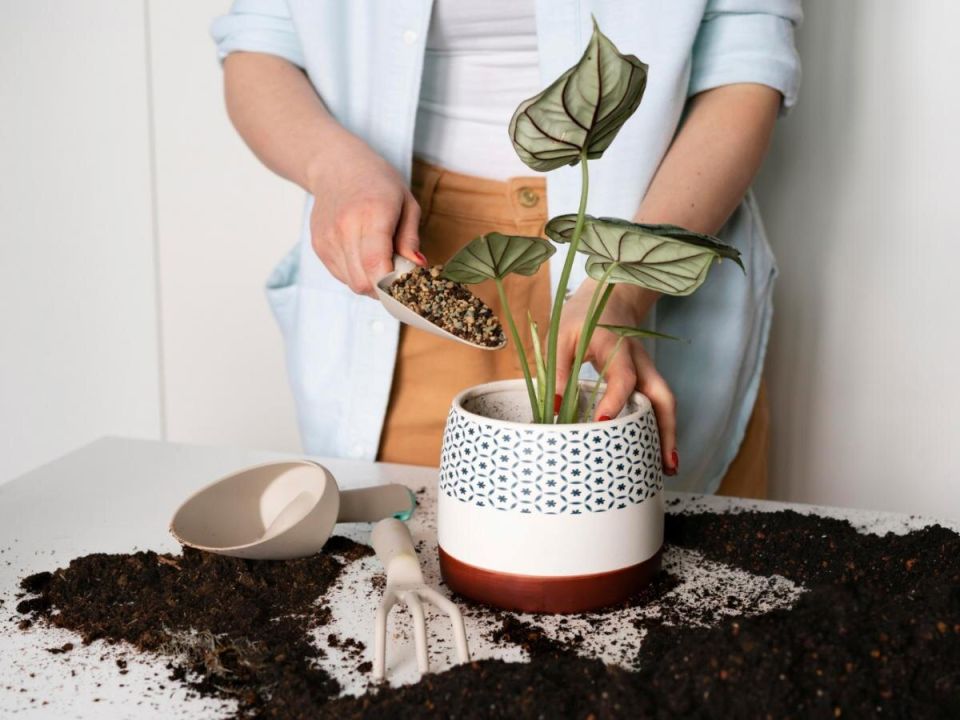 ������� ������: ������ ��������� ����� �� ���������� ����������