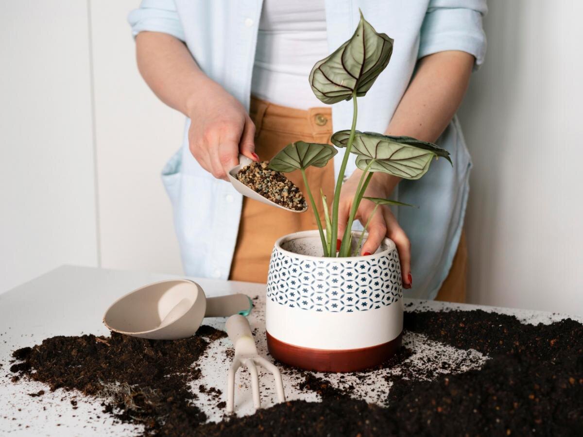 Лавовый камень: секрет успешного ухода за комнатными растениями