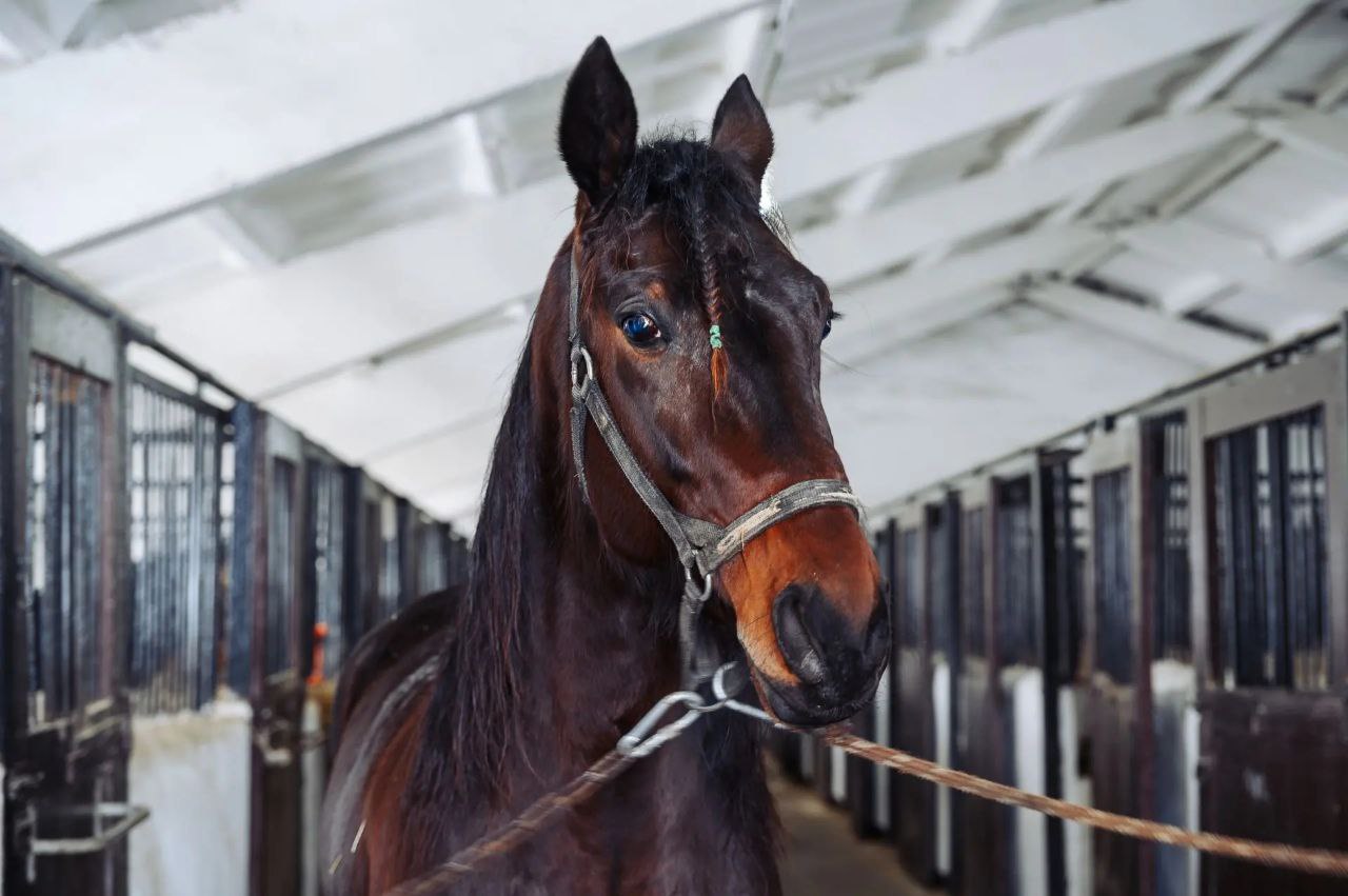 Год огненной лошади стартовал! Год огненной лошади стартовал!