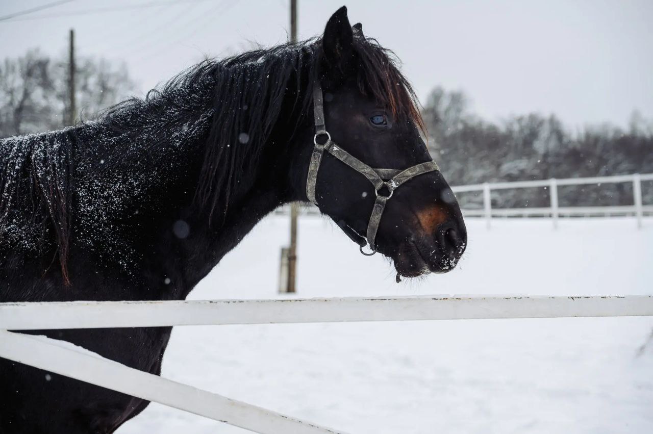 Год огненной лошади стартовал! Год огненной лошади стартовал!