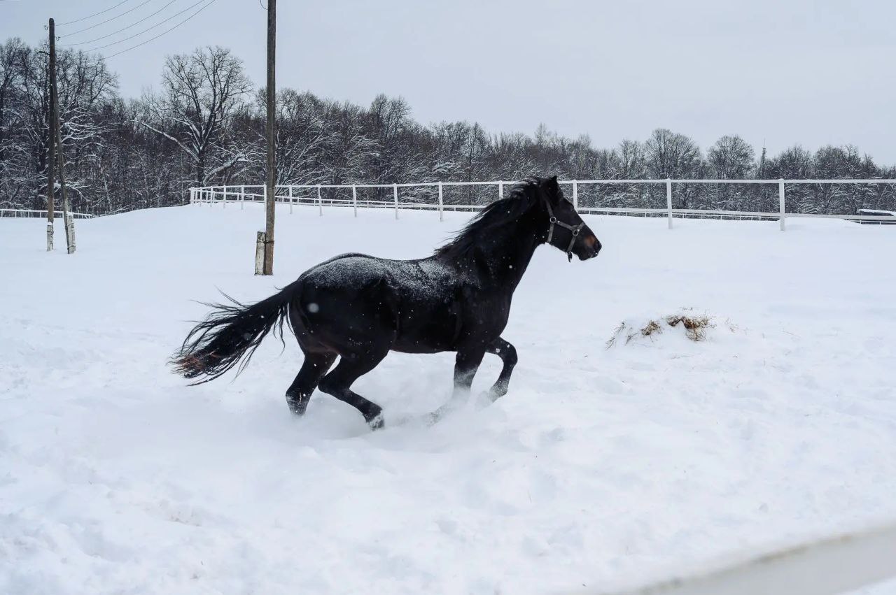 Год огненной лошади стартовал!