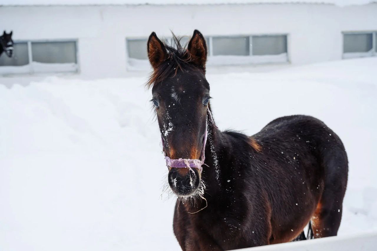 Год огненной лошади стартовал! Год огненной лошади стартовал!