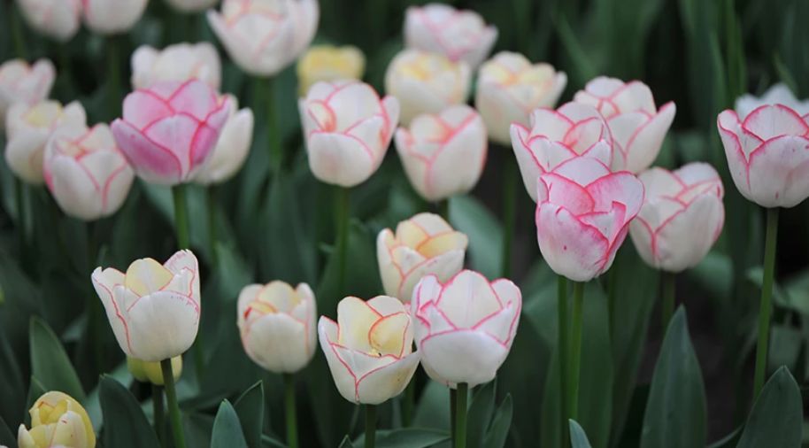 ��� ��������� ������ �������� ������