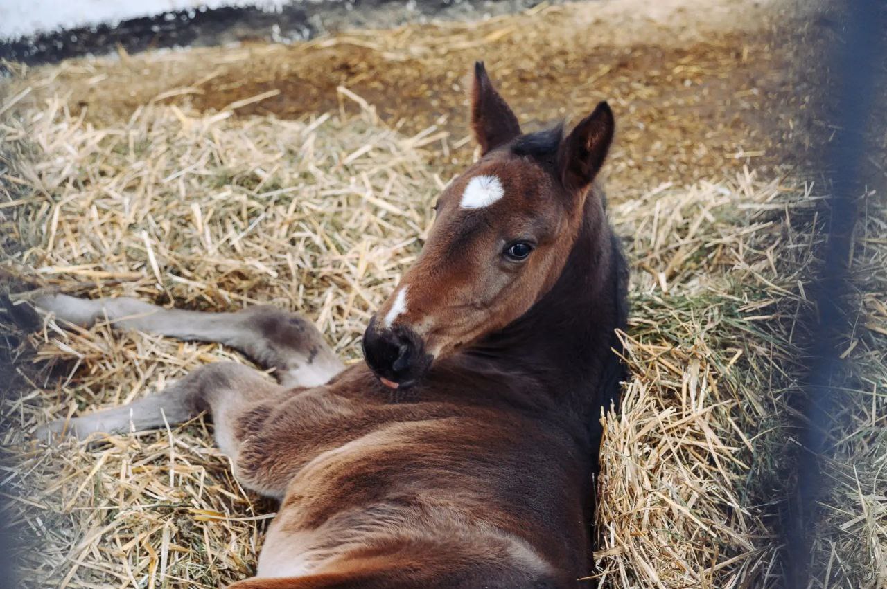 Год огненной лошади стартовал! Год огненной лошади стартовал!