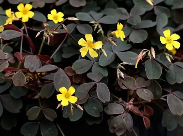 Что не стоит сажать в сад: тайны из личного опыта