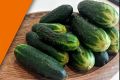 Огурцы Трюкач: что нужно знать о популярном гибриде