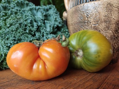 Разочарование огородника: почему томаты-гномы не оправдали ожиданий