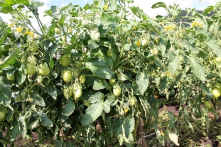 Как плотность посадки влияет на урожай помидоров