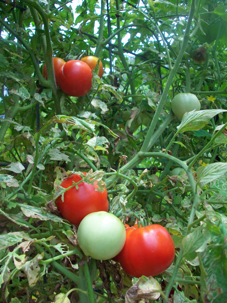 Как эффективно бороться с вершиной гнили на томатах: советы дачников