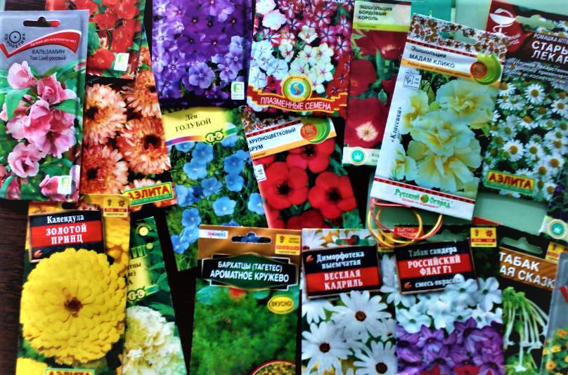 Как создать клумбу триколор: идеи и советы для цветочного рая