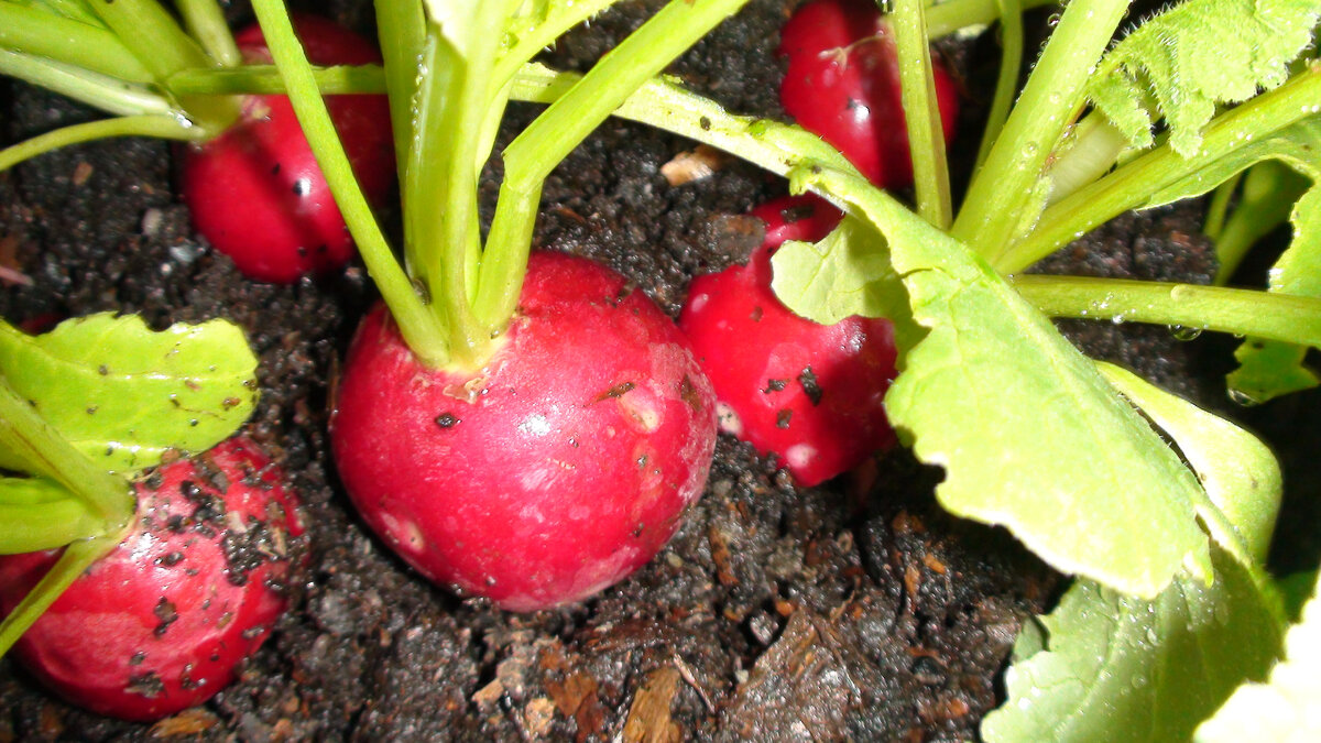 Как успешно вырастить редис: 7 рекомендаций для садоводов