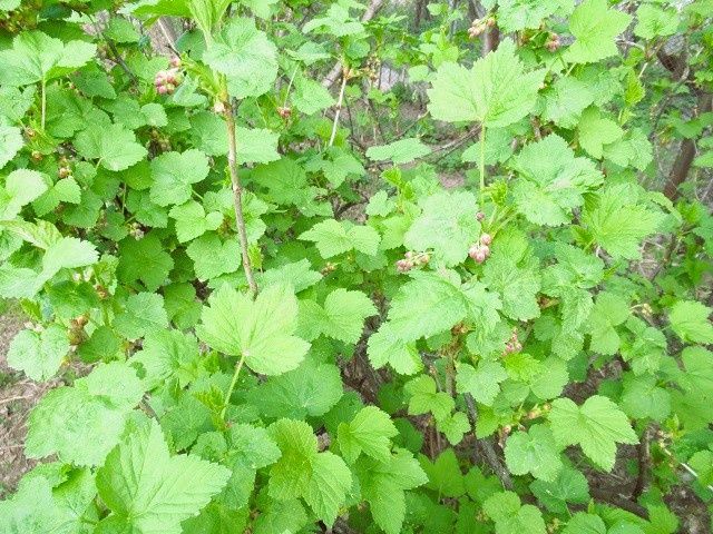 Как сохранить урожай черной смородины: советы агрономов