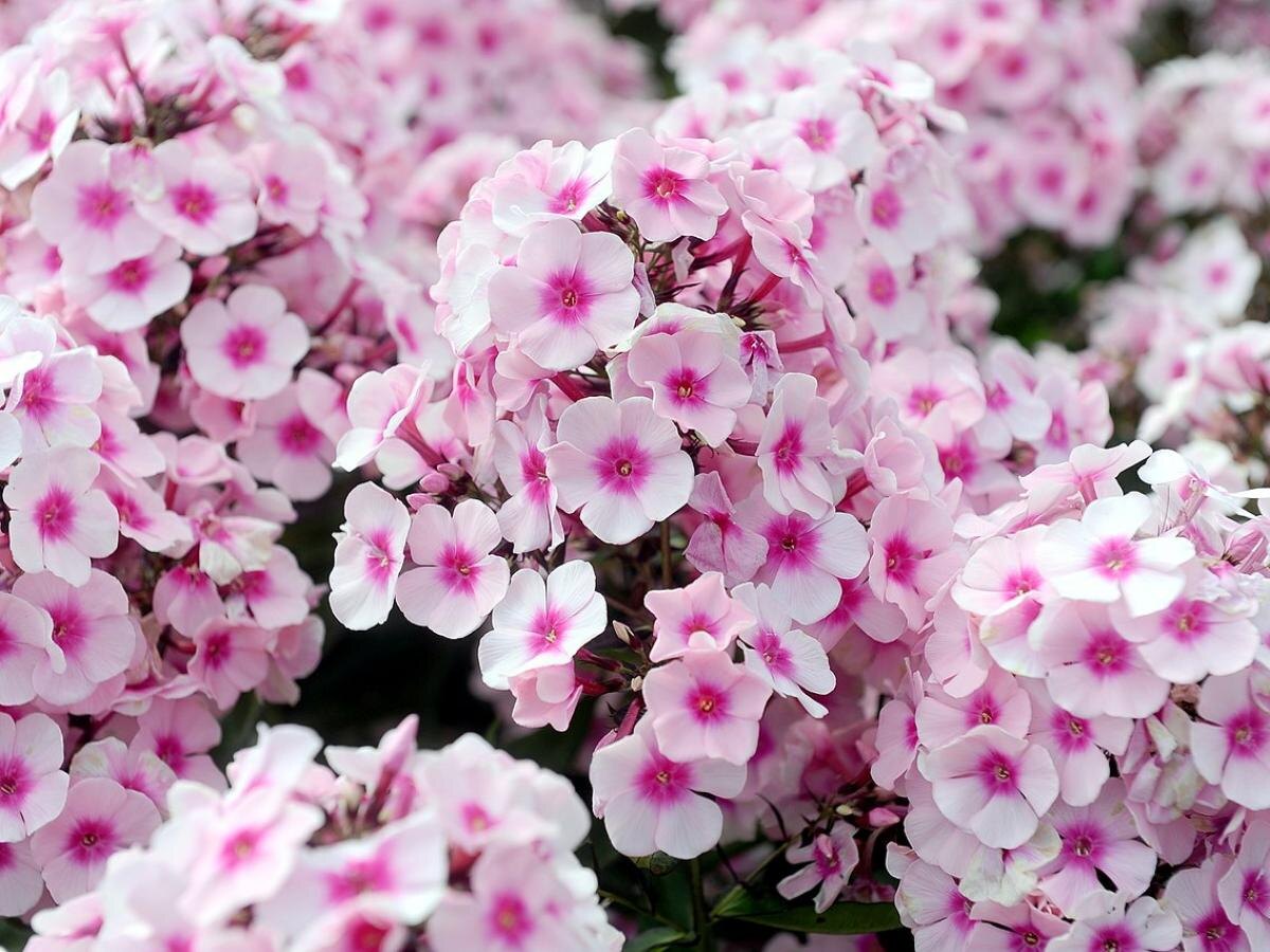 Как правильно обрезать флоксы для сохранения здоровья и красоты