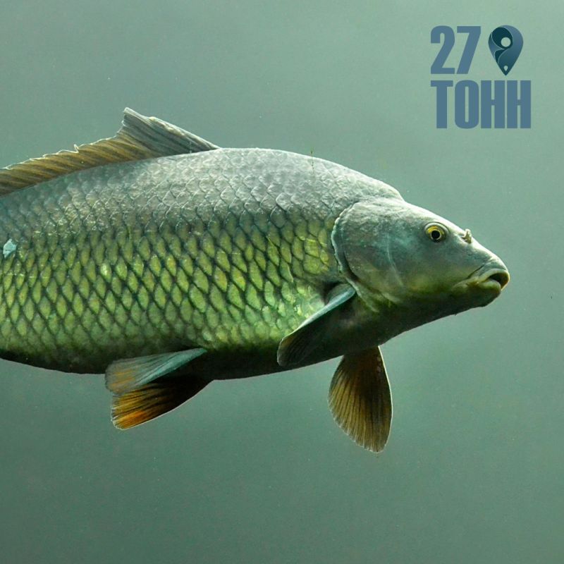 ��� ���������� �������� ����: �������� �������� ��������