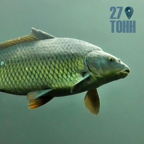 ��� ���������� �������� ����: �������� �������� ��������