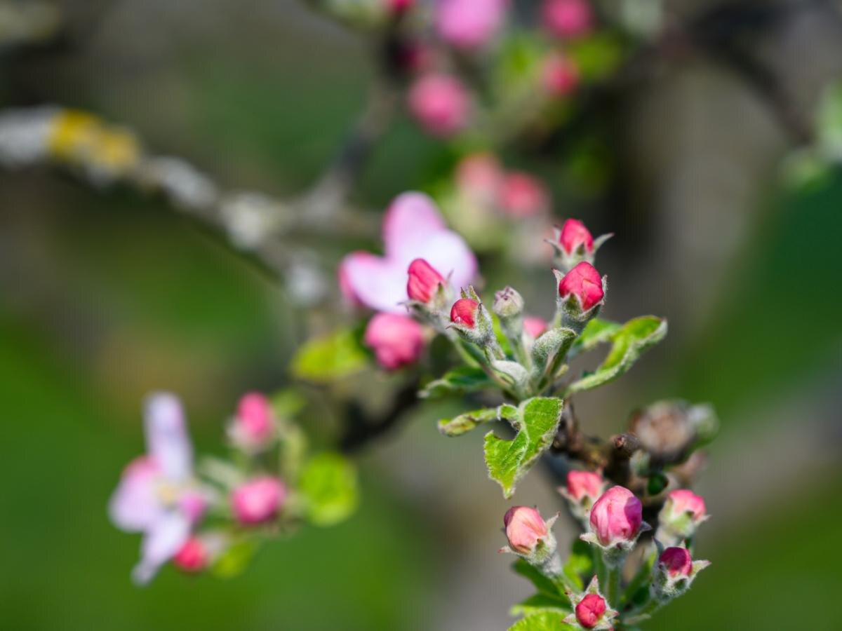 Сладкие яблоки для весны: какие сорта выбрать для посадки?