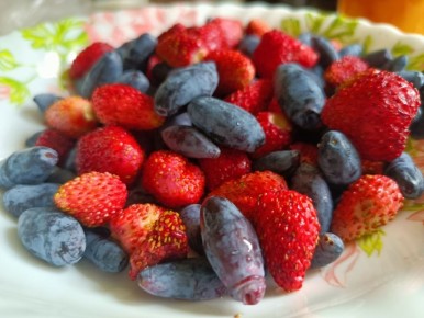 Заготовка жимолости: сохраняем ягоды с пользой и вкусом