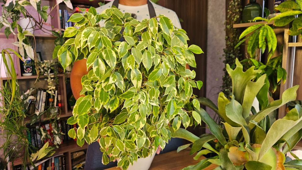 ��� ������ ����� ����������: 5 ������ ��������� � ������ �� �����