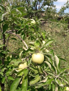 ����� ����� �������� �������� ��������: ����������� ������� ��������