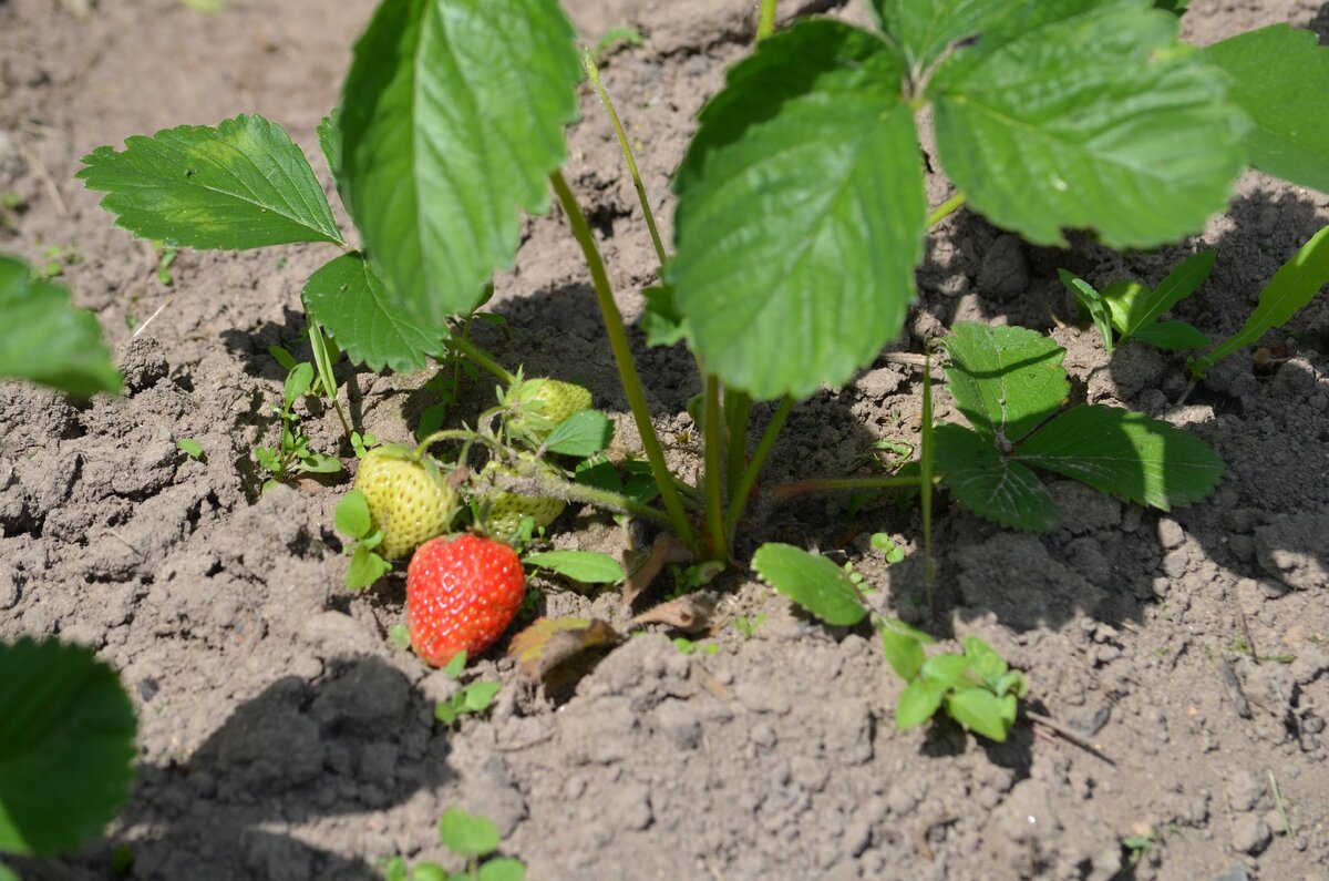 Как правильно сменить место для клубники: советы по подготовке и выбору почвы