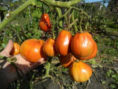 Навес или теплица: что выбрать для защиты растений?