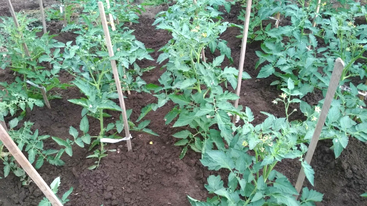 Как один шаг изменил подход к выращиванию томатов и избавил от фитофторы