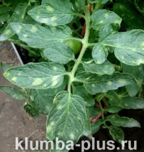 ������ ����� �� ������� �������: ��� ���������� � �������� �������