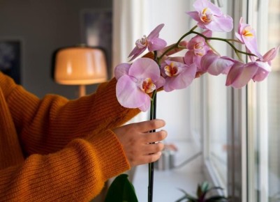 Натуральные удобрения для ваших цветов: секреты садоводов