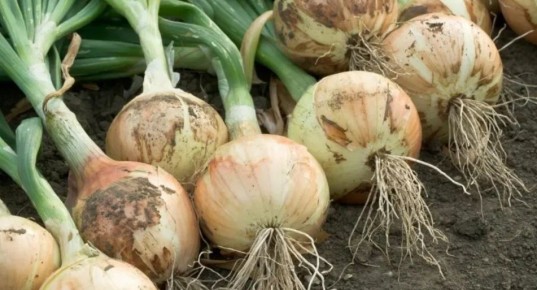 ��� ��������� ������� ��� ��� �����: ��� ����������� ������ ��� ��������� ������