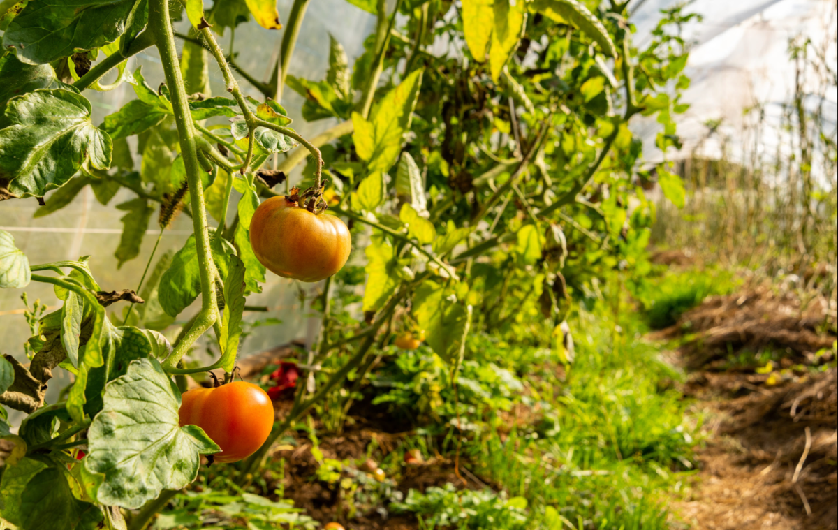 Как соседка помогла наладить посадочный сезон без лишних затрат