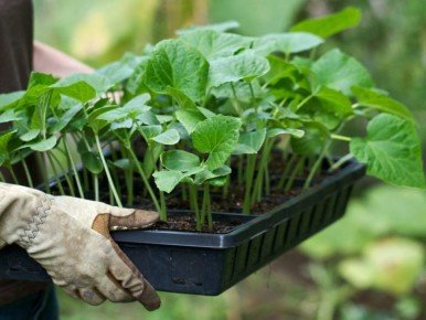 ���� ������� ������� ������� � ������� � ���������� ������