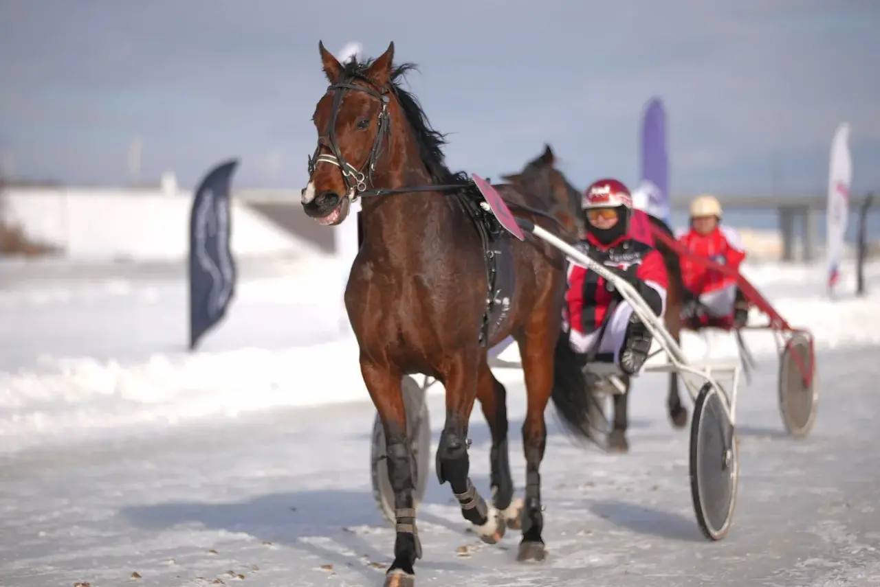 Конные бега состоялись на Чебоксарском заливе Конные бега состоялись на Чебоксарском заливе